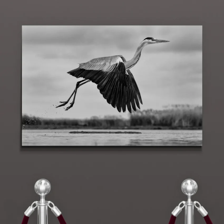 Nature-themed canvas wall art showing a heron with its wings spread in mid-flight over water.
