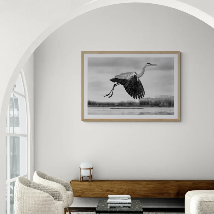 Grace in Flight-Heron in Motion: Nature framed Wall Décor