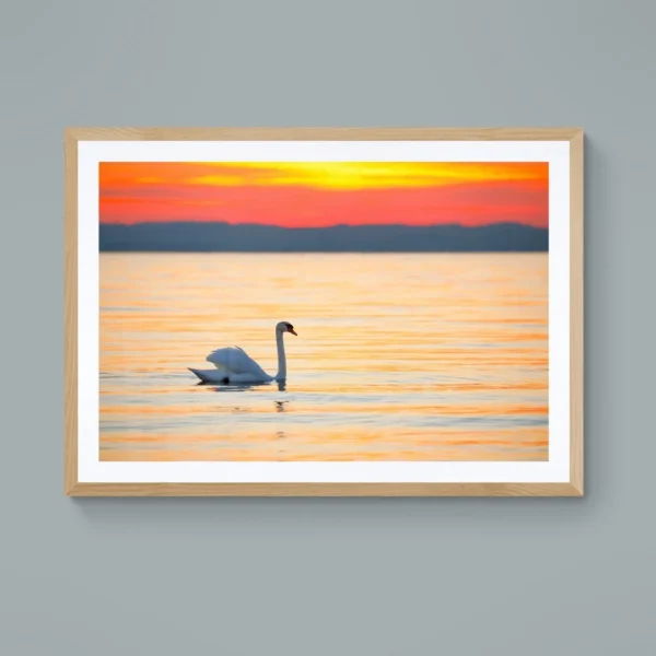 Nature-themed gallery wraps canvas wall art of a serene white swan gliding on calm water during a vibrant orange and gold sunset capturing a peaceful and elegant atmosphere.