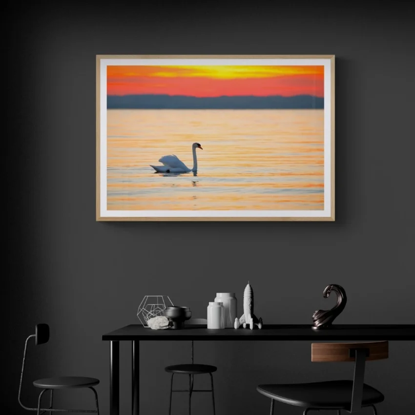 Nature-themed gallery wraps canvas wall art of a serene white swan gliding on calm water during a vibrant orange and gold sunset capturing a peaceful and elegant atmosphere.