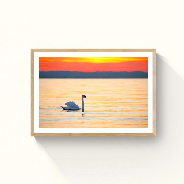 Graceful Swan at Sunset