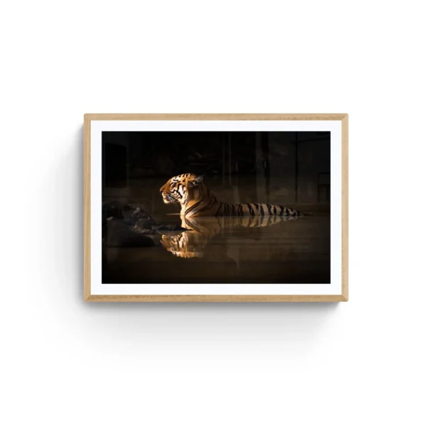 "Grace in the Wild: Tiger in Calm Waters" wall art